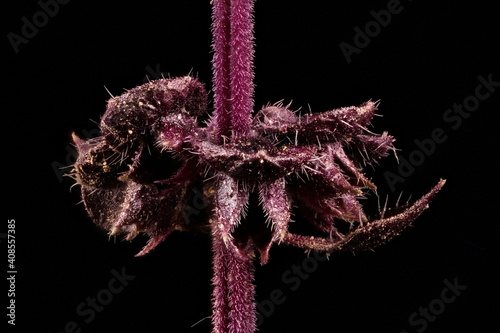 Basil (Ocimum basilicum). Verticillaster Closeup photo