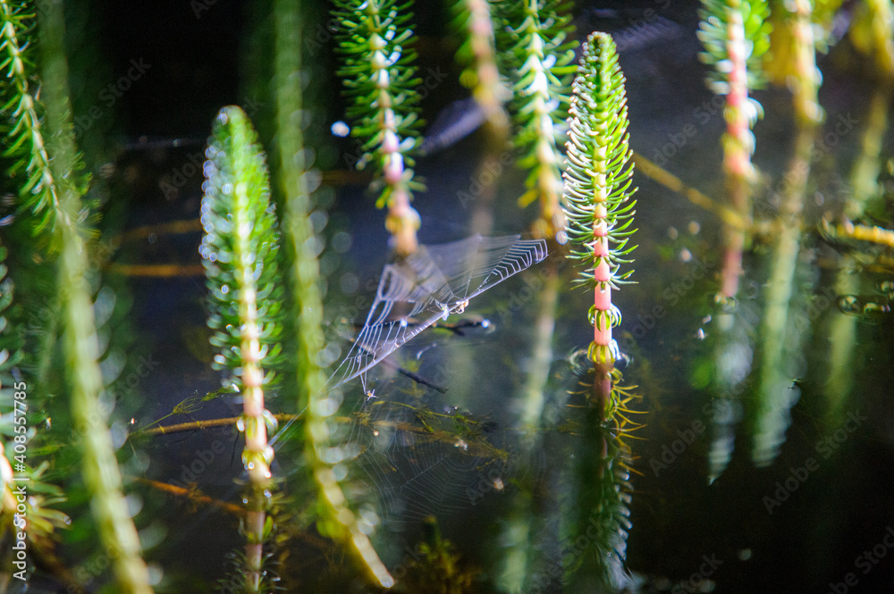 Naklejka premium spider close up