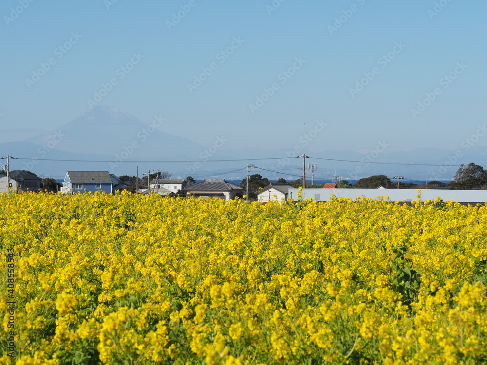 美しい菜の花畑と薄っすらと見える富士山