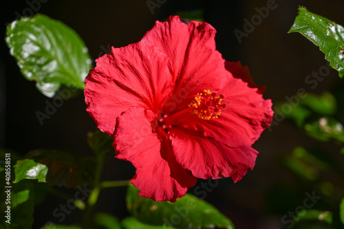 red hibiscus flower