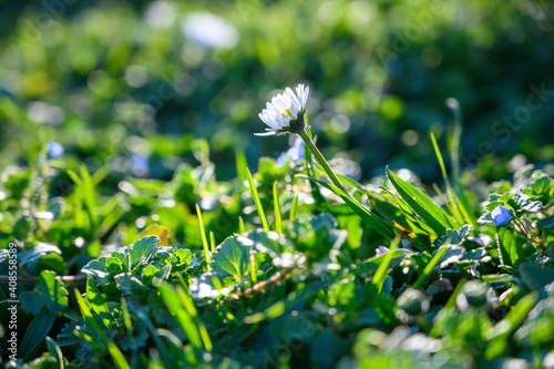 daisy flowers in the garden