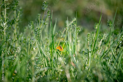 orange dragonfly