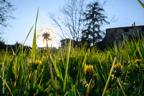 dandelions in the grass