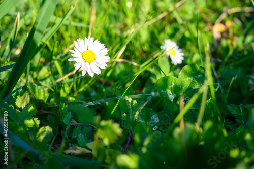 daisy flower in grass