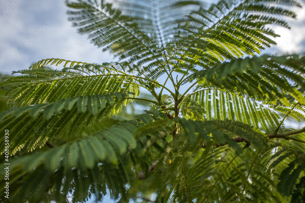 Obraz premium Hojas verdes