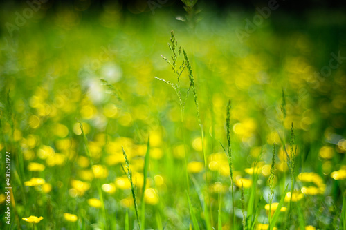 field with yellow flowers