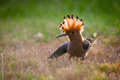 I would like to speak to the manager. Karen. bird pointing in direction.  photo