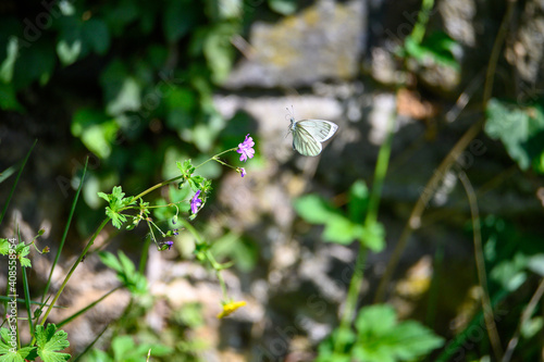 dragonfly on a flower