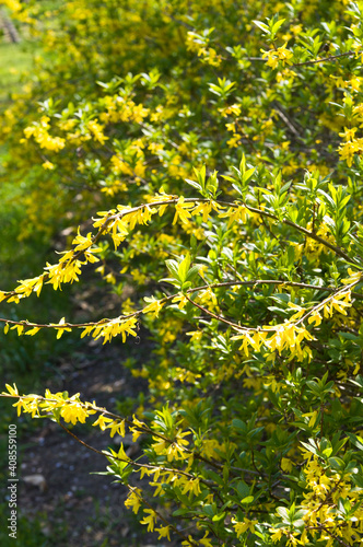 The name of these flowers is Golden bells, Golden bell flower.
Scientific name is Forsythia viridissima.