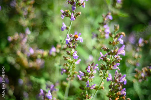 ladybird in flowers