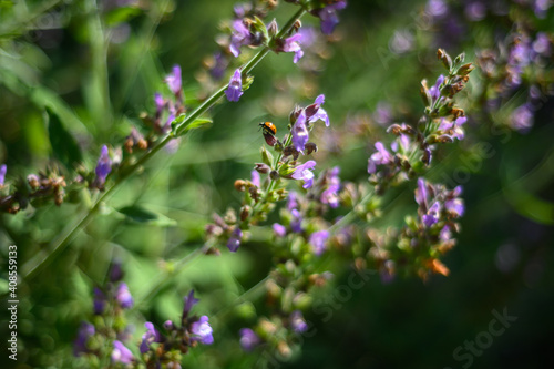 ladybird flowers in the garden