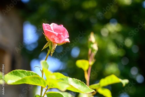 pink rose bud