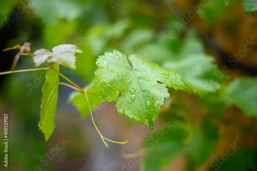  leaf  vine