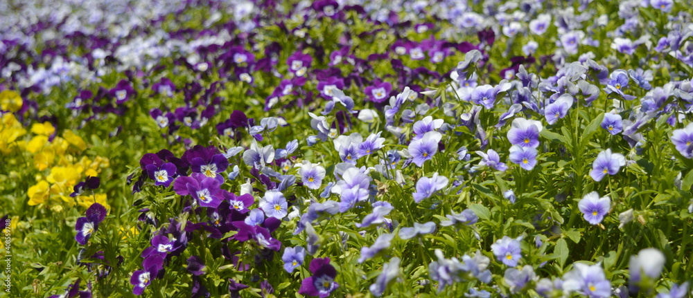 Violet, yellow and blue flowers decoration in spring close up