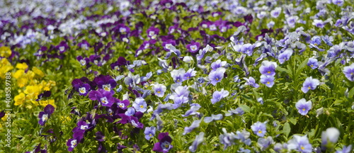 Violet, yellow and blue flowers decoration in spring close up