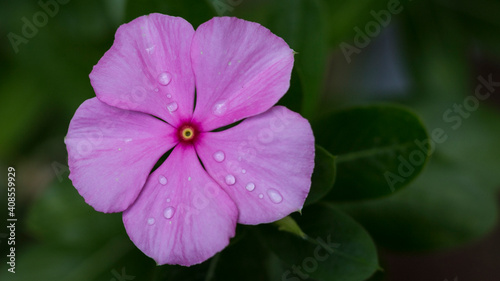 close up of a pink flower
