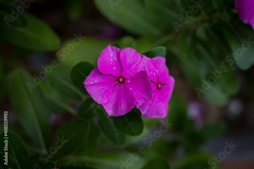 flower in the garden