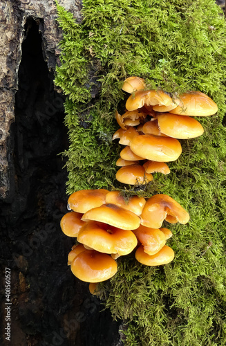 Tiered cluster of wild Velvet Shank (Flammulina velutipes) mushrooms naturally growing on a hollow tree over sphagnum moss. Shiny and slimy after rain. Textured portrait image with space for text. UK