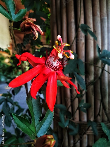 Red passion flower (Passiflora vitifolia / Passiflora coccinea / Passiflora racemosa) is a species of Passiflora photo