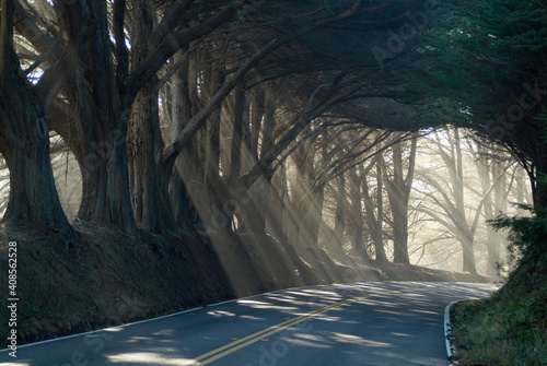 County road with sunlight filtering in through the trees, Mendocino, California, USA | NONE |
