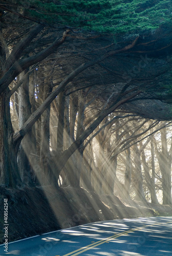 County road with sunlight filtering in through the trees, Mendocino, California, USA | NONE |