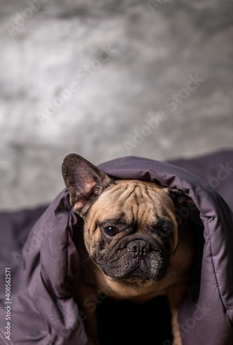 Fawn french bulldog wrapped in a blanket on the bed. Cute French Bulldog.