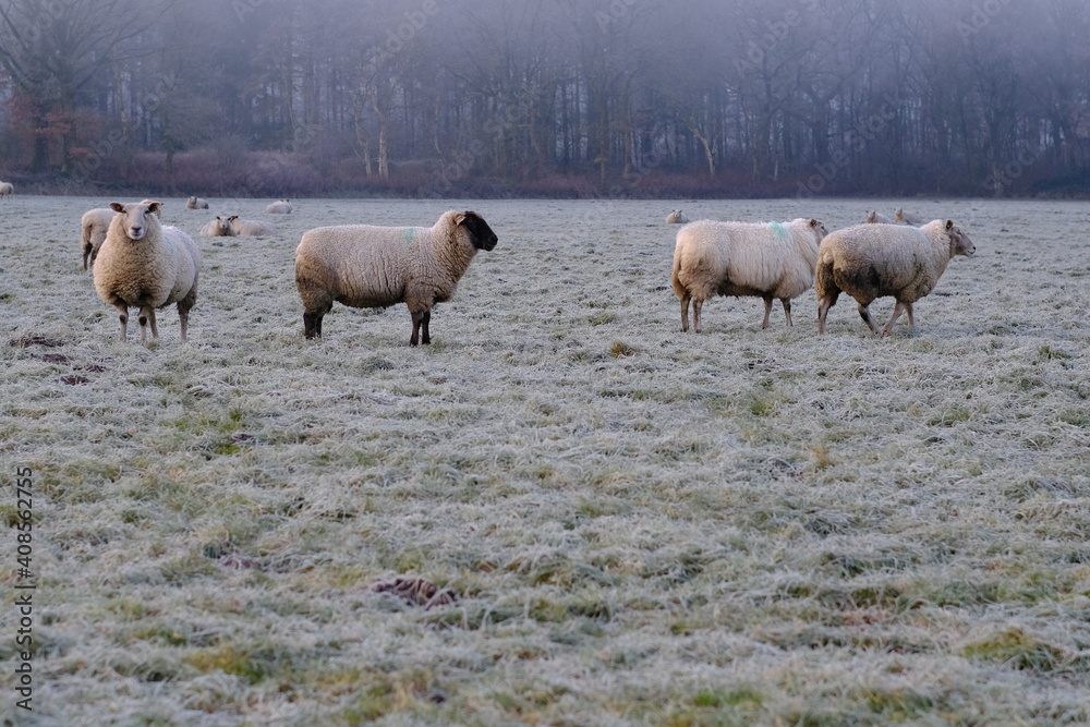 Schafe im Morgennebel auf der Weide
