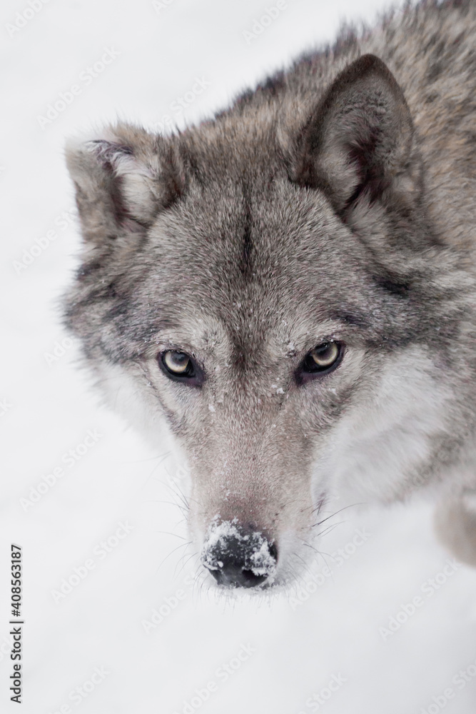 Calm confident gaze of a wolf, a close-up