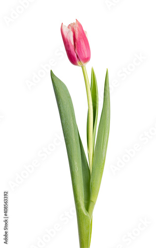 Tulip isolated on white background