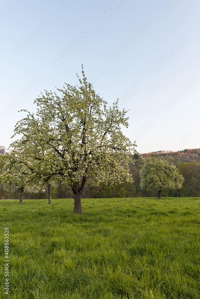 Blühende Birnbäume auf einer Streuobstwiese im Morgenlicht, Heidelberg, Baden-Württemberg, Deutschland Blühende Birnbäume auf einer Streuobstwiese im Morgenlicht, Heidelberg, Baden-Württemberg, Deutschland