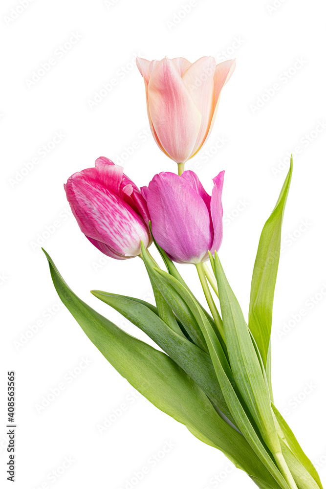 Fototapeta premium Tulips isolated on white background