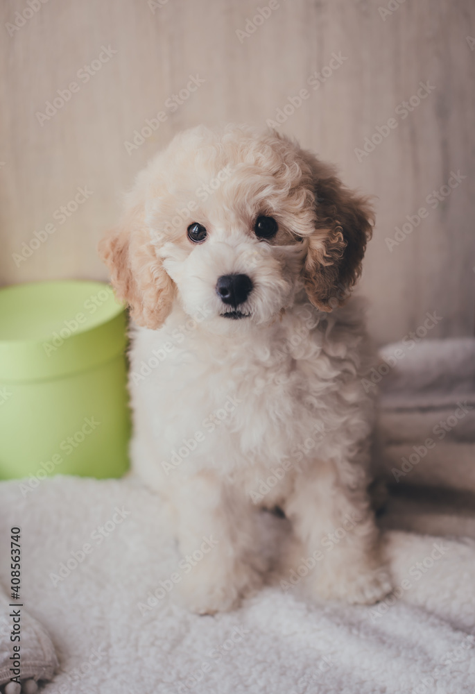 White cute puppy pudel