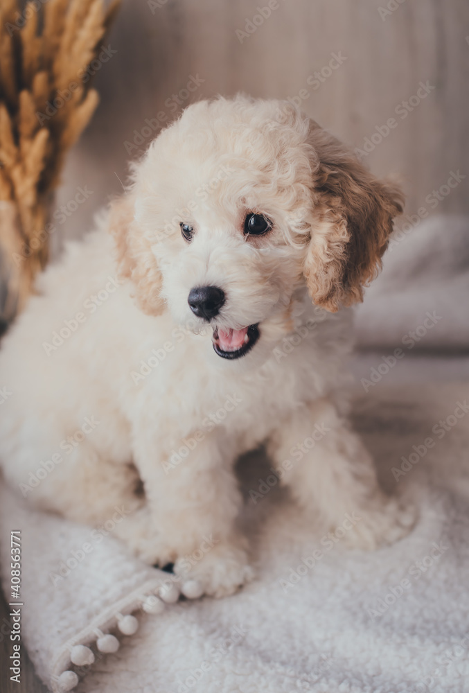 White cute puppy pudel