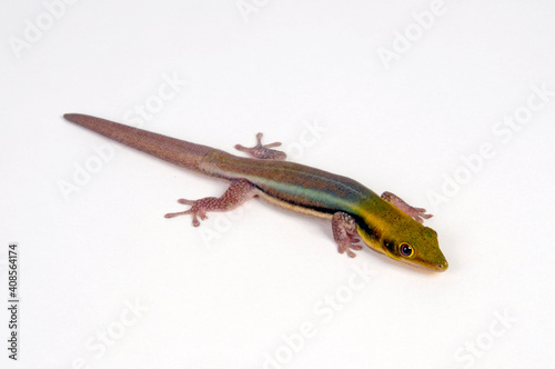 Klemmer's day gecko // Blauer Bambus-Taggecko (Phelsuma klemmeri) photo