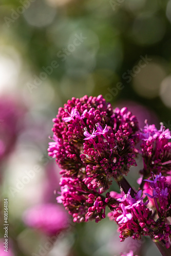 A Close Up of Centranthus Ruber  also known as Red Valerian Flowers