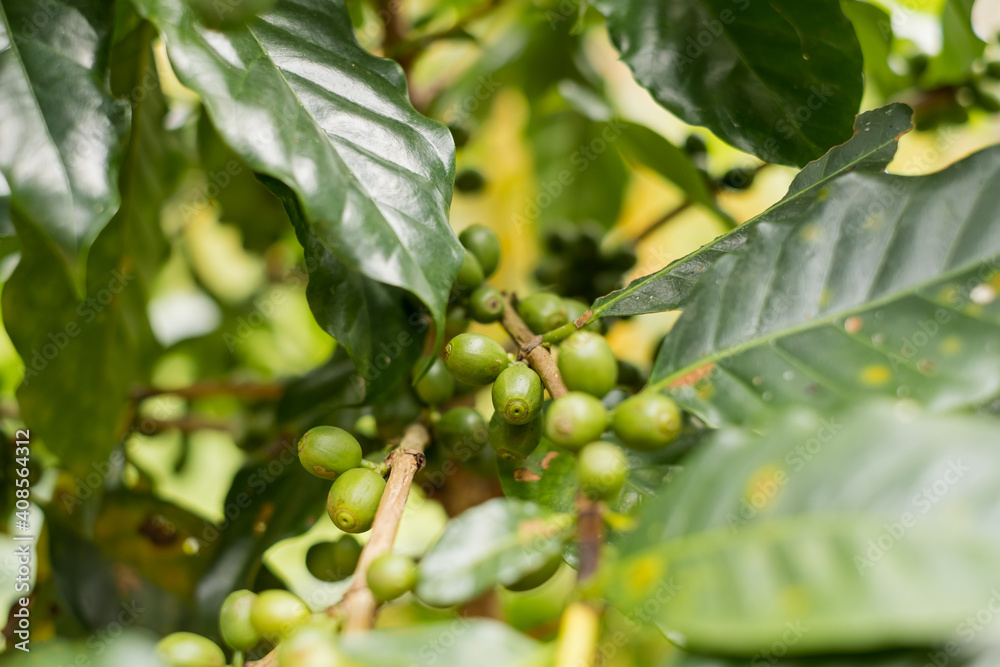 Arabica coffee, green Arabica coffee beans unripe on northern Thailand sources waiting for harvest to process