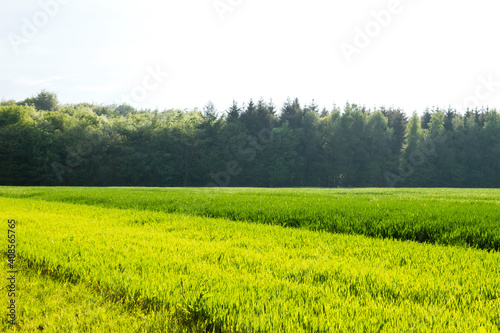 Springtime green fields