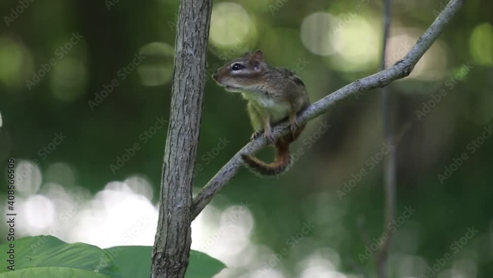 Eastern Chipmunk Calling On A Branch, Close-Up Mating Call, Natural Blurred Woods Background Eastern Chipmunk Calling On A Branch, Close-Up Mating Call, Natural Blurred Woods Background