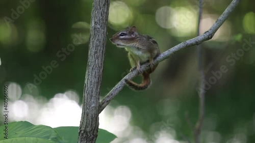 Eastern Chipmunk Calling On A Branch, Close-Up Mating Call, Natural Blurred Woods Background photo