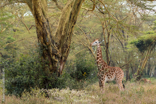 Wild Rothschild's giraffe in its beautiful forested natural landscape photo