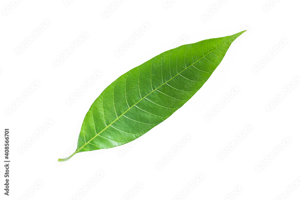 Obraz premium Green mango leaf isolated on white background