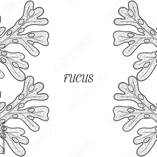 4 border seaweed sketch