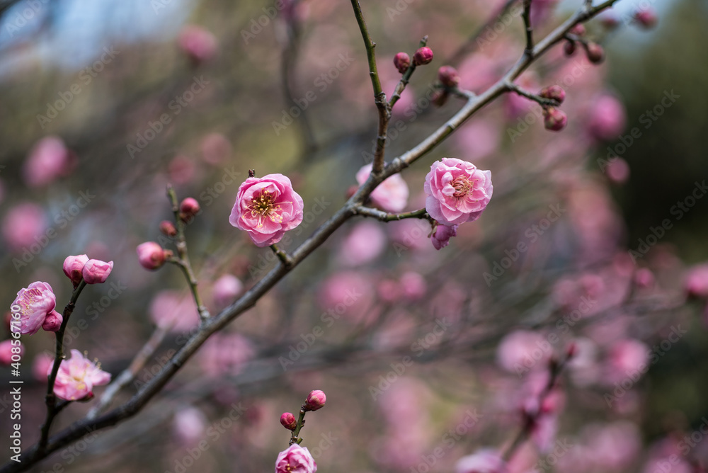 桃色の梅の花