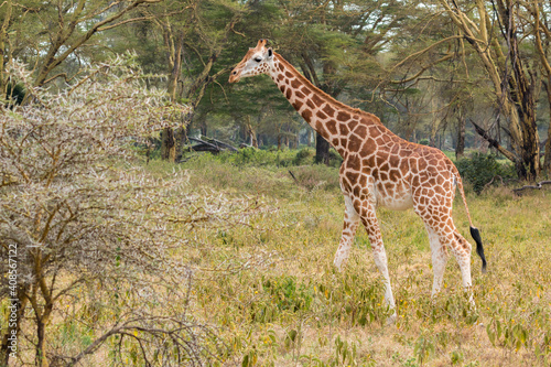 Wild Rothschild's giraffe in its beautiful forested natural landscape