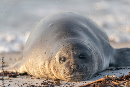 The southern elephant seal (Mirounga leonina)