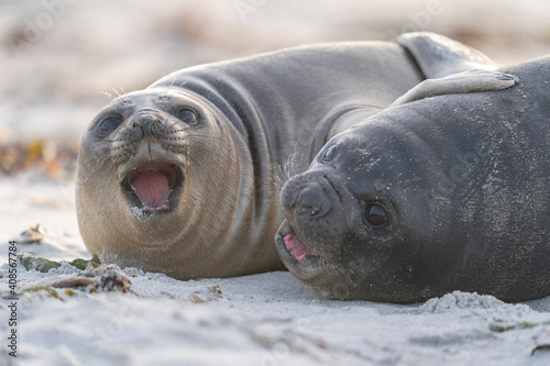 The southern elephant seal (Mirounga leonina)