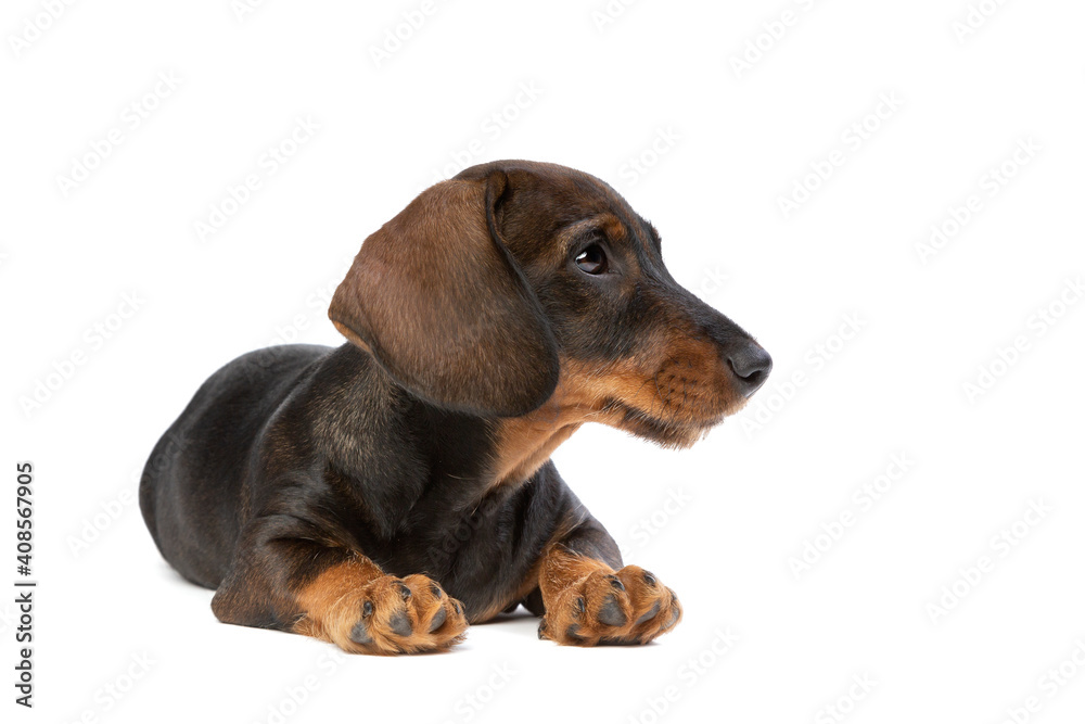 black and tan wire haired dachshund puppy isolated on white