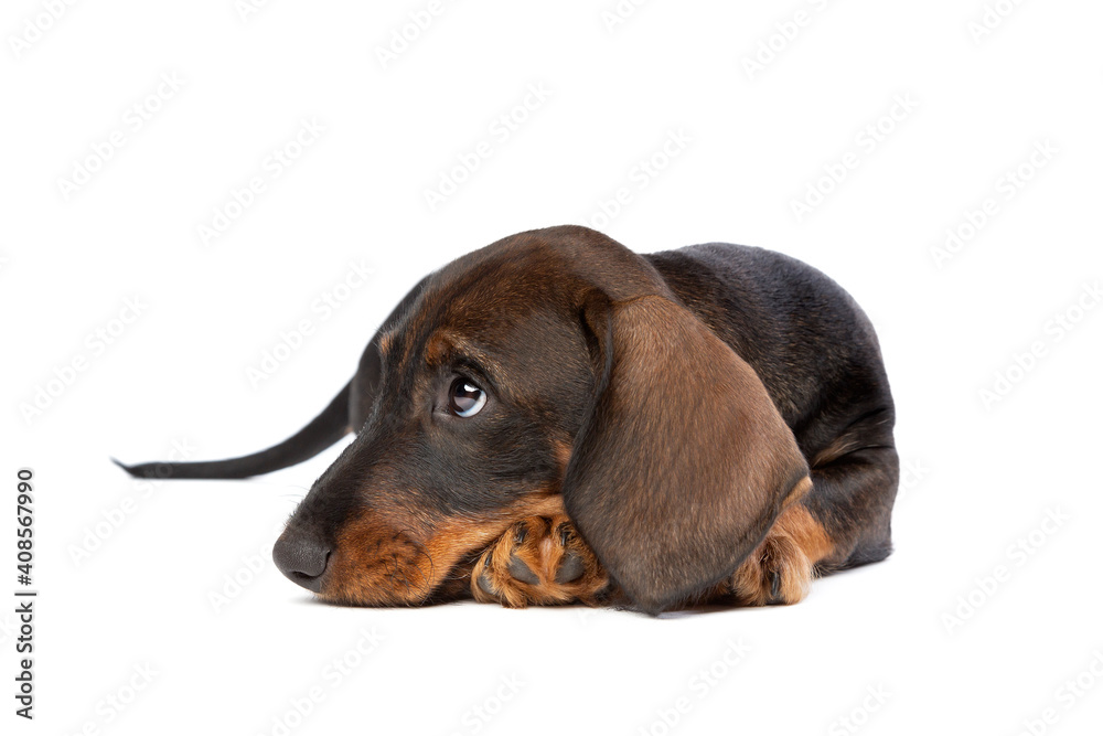 black and tan wire haired dachshund puppy isolated on white black and tan wire haired dachshund puppy isolated on white
