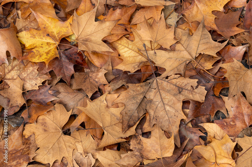 Dry autumn leaves fallen on the ground in the countryside. Autumn concept.