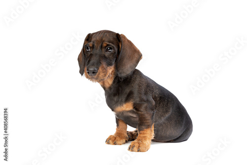 black and tan wire haired dachshund puppy isolated on white